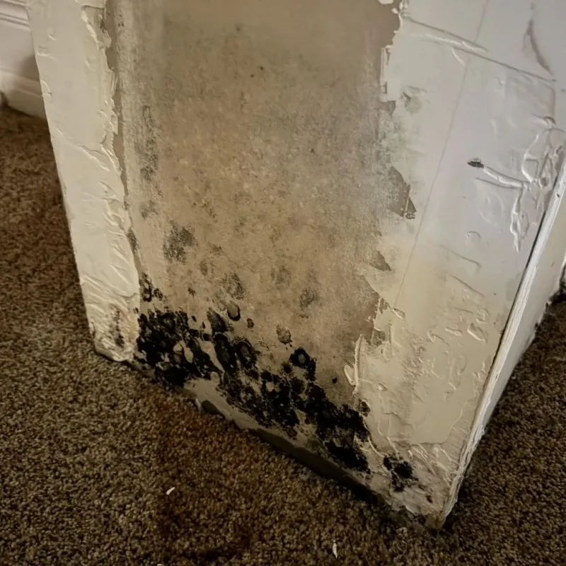 Professional Mold Removal in Canton, NC